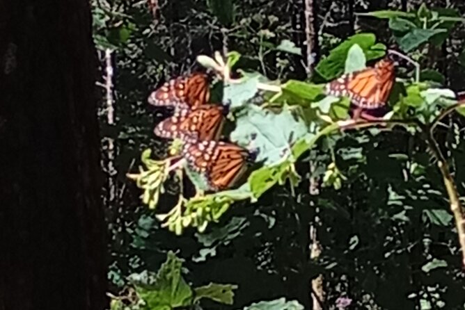 Monarch Butterflies El Rosario Preserve from Mexico City - Two hours at El Rosario: what that time feels like