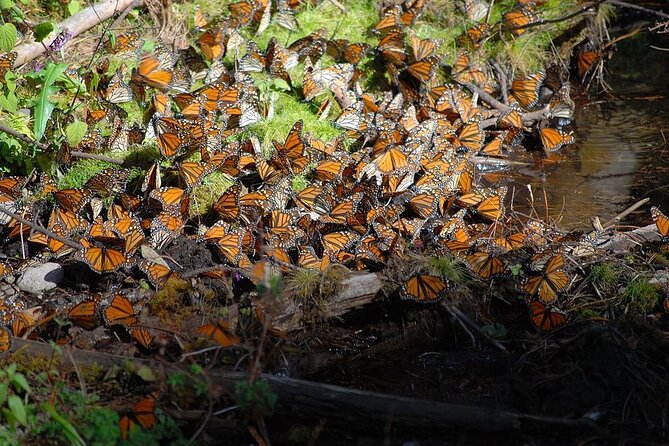 Monarch Butterfly Reserve: Piedra Herrada Magical Valle de Bravo - What’s Included (and Why It Changes the Value)
