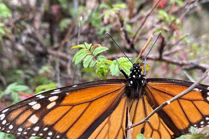 Monarch Butterfly Reserve: Piedra Herrada Magical Valle de Bravo - Logistics That Matter: Start Time, Weather, and How Flexible This Really Is