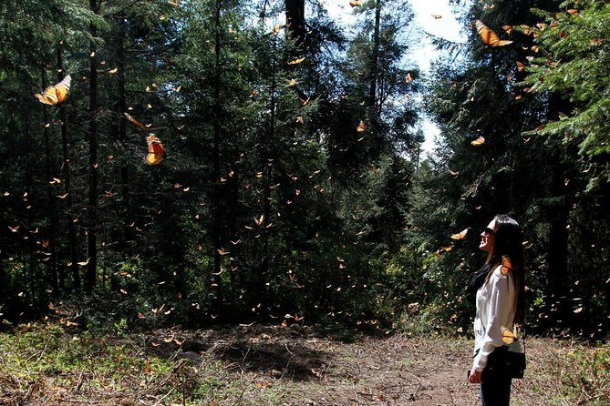Monarch Butterfly Sanctuary Day Trip from Mexico City - Key points about this Monarch Butterfly day trip