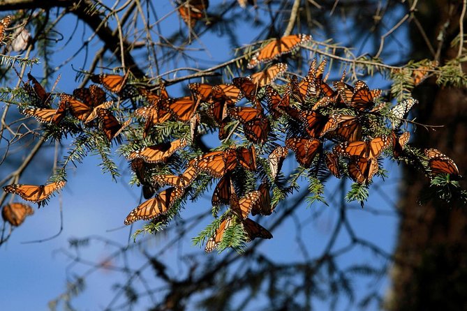 Monarch Butterfly Sanctuary Day Trip from Mexico City - The 14-hour circuit: what the day feels like from Mexico City