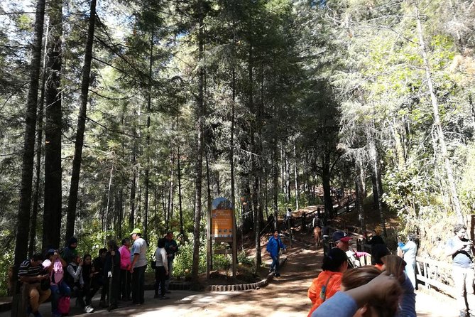 Monarch Butterfly Sanctuary Day Trip from Mexico City - What to pack for monarchs, waterfalls, and uphill paths