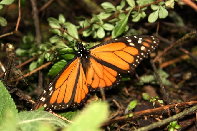 Monarch Butterfly Sanctuary Day Trip from Mexico City - Price and value: is $79 a good deal?
