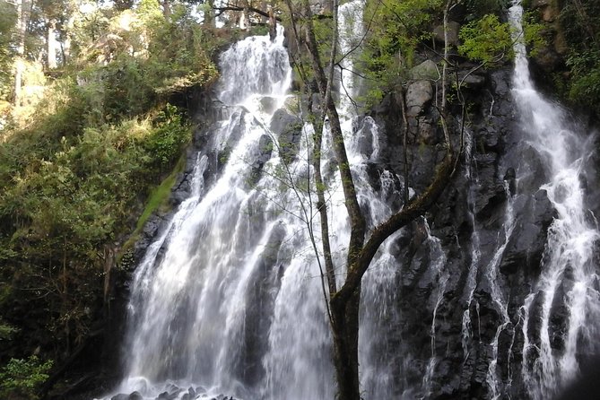 Monarch Butterfly Sanctuary Day Trip from Mexico City - Piedra Herrada sanctuary: the guided monarch forest walk
