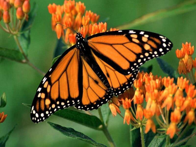 Monarch Butterfly Sanctuary Tour from Mexico City - A Monarch Day Trip That Mixes Butterflies and Valle de Bravo