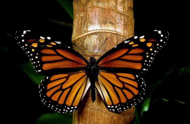 Monarch Butterfly Sanctuary Tour from Mexico City - Bridal Veil Waterfall Stop: Fast Views, No Fuss