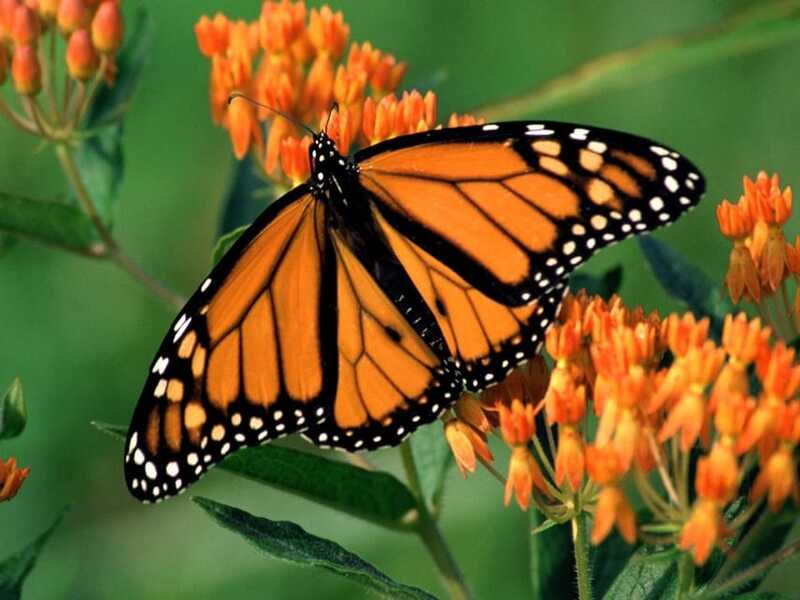 Monarch Butterfly Sanctuary Tour from Mexico City - Valle de Bravo: Mission Church, Lakeside Town Time