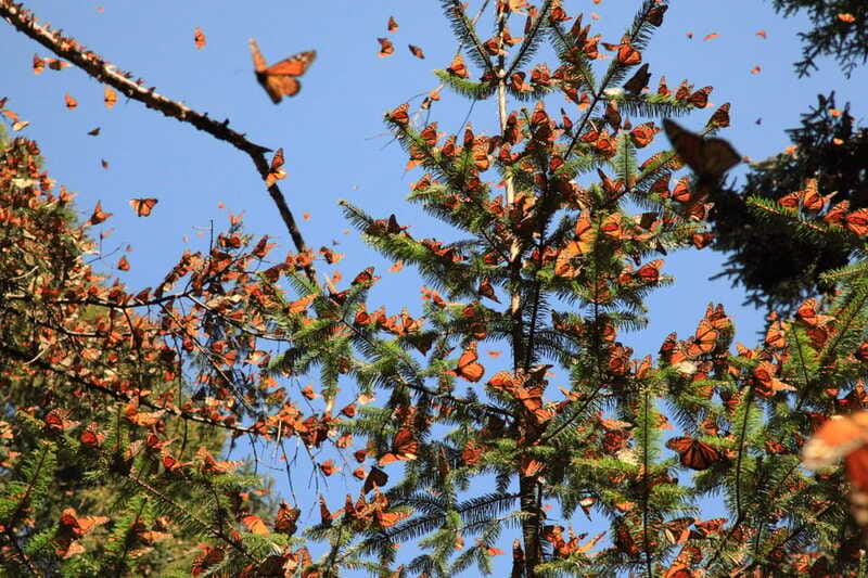 Monarch Butterfly Sanctuary Tour from Mexico City - Tips That Make the Day Go Smoother