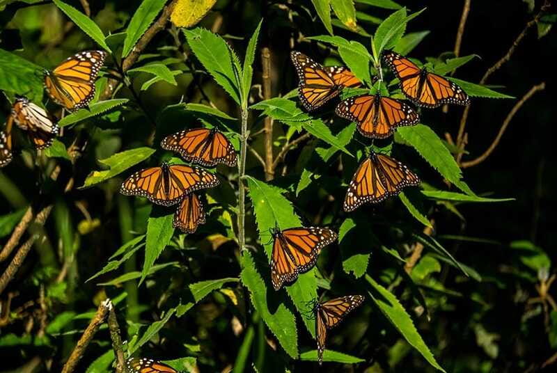 Monarch Butterfly Sanctuary Tour from Mexico City - Should You Book This Tour?