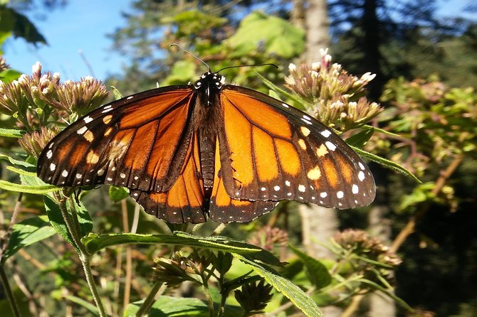 Monarch Butterfly Tour from Mexico City - Key things I’d mark on my shortlist