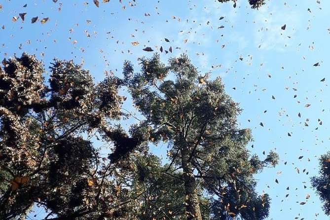 Monarch Butterfly Tour from Mexico City - The drive, your guide, and what the small group really means