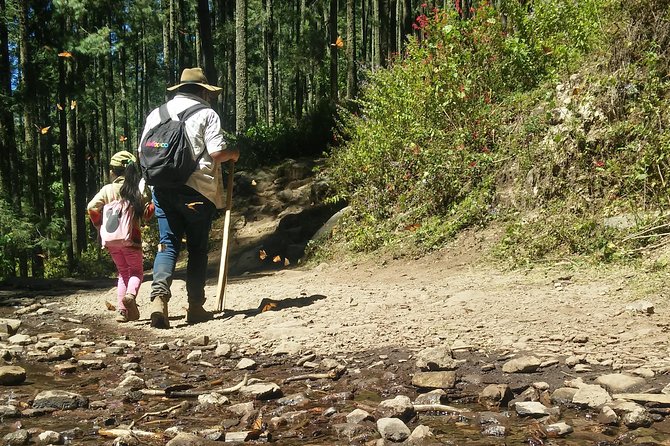 Monarch Butterfly Tour from Mexico City - Sierra Chincua: a forest walk that ends in thousands of monarchs