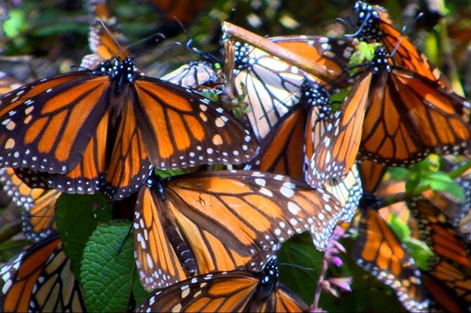 Monarch Butterfly Tour Mexico: Sierra Chuincua and Magic Town - Stop 3: Angangueo Magic Town walk for mining culture and local life
