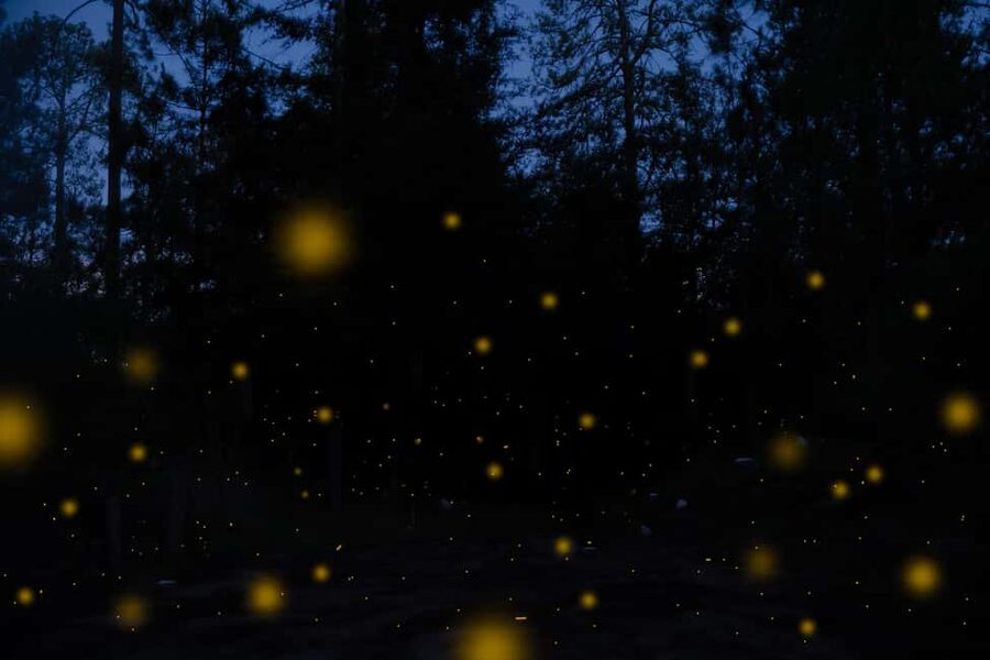 One day tour from Mexico City to Firefly Sanctuary - Quick hits on this Mexico City to Firefly Sanctuary day trip