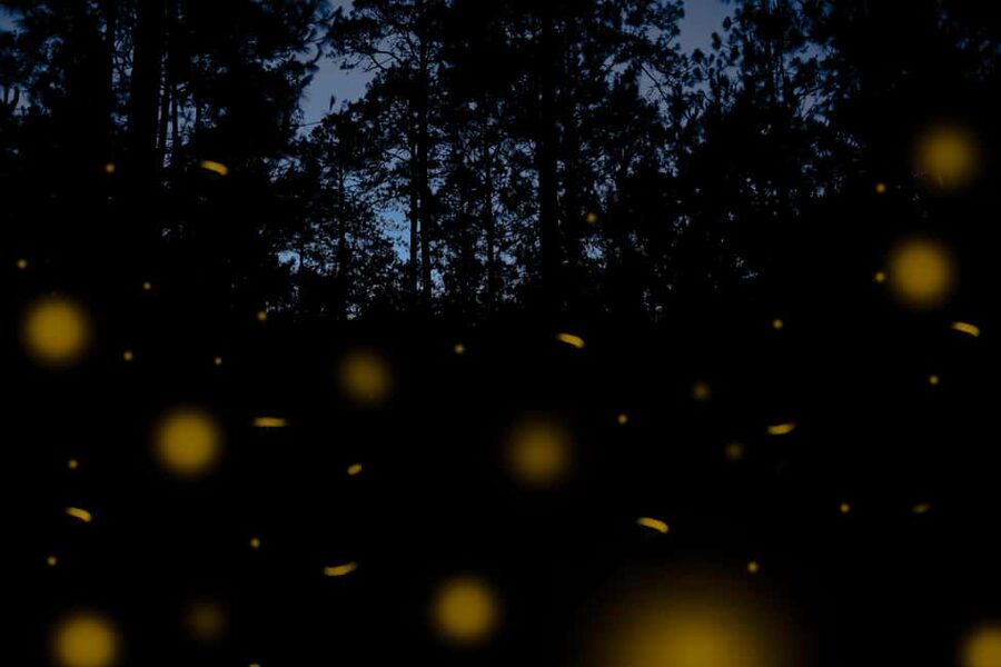 One day tour from Mexico City to Firefly Sanctuary - The sanctuary arrival: your day changes when lights go off