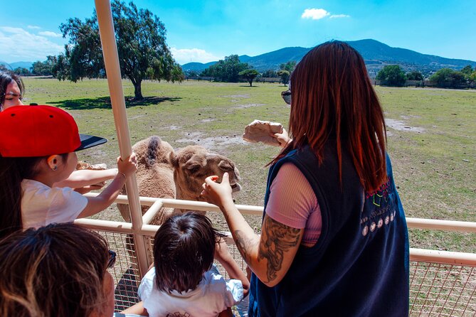 Teotihuacán for kids - Getting Through Teotihuacán and the Animal Park Without Meltdowns