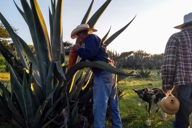 Tour de Pulque en Tepotzotlán, Pueblo Mágico - Meet the tlachiquero process: from sweet heart-water to pulque
