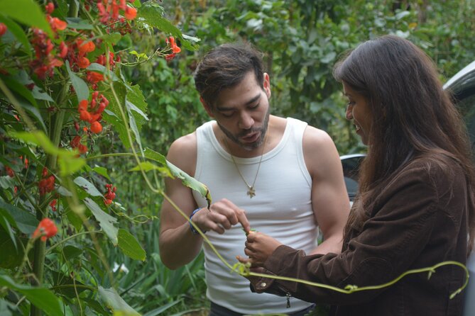 Urban Orchard in Desierto de los Leones in Mexico City - Key things to know before you go
