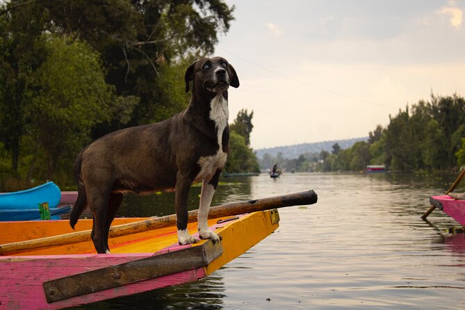 Xochimilco BOAT LIGHT PARTY WITH 1 DRINK AND 4 TAQUITOES + 18 - Who This Tour Fits Best (and Who Should Skip It)