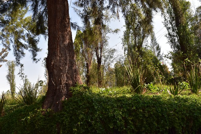 Xochimilco & Coyoacán Private Tour: Canals, Markets & Local Food - How your guide can shape the day (and why names keep coming up)