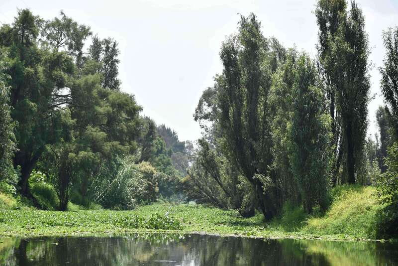 Xochimilco Ecological Tour – Away From the Crowds (3 Hours) - A quiet Xochimilco escape: what makes this tour different