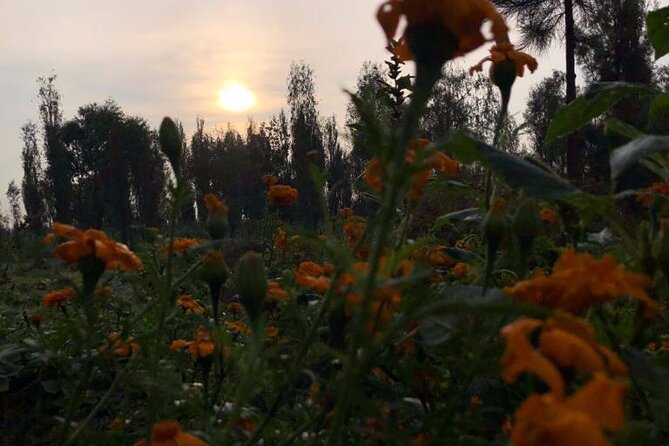 Xochimilco Sunrise from Mexico - Price and value: is $156.13 worth it?