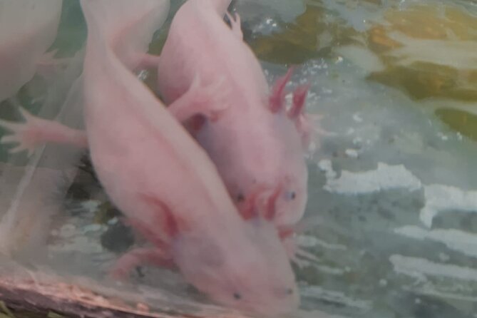 Xochimilco Tour - Floating Gardens of Xochimilco: what the one-hour trajinera portion is like